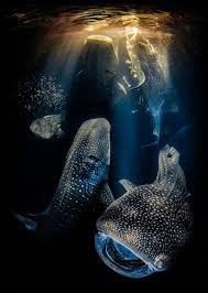 Image result for Rhincodon typus