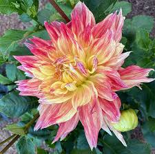 Image result for Dahlia x pinnata `Decorative Giants`