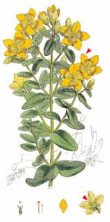Attēlu rezultāti vaicājumam “Hypericum maculatum”