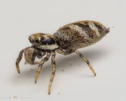 Attēlu rezultāti vaicājumam “Salticus scenicus”