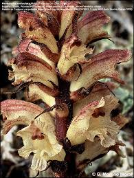 Attēlu rezultāti vaicājumam “Orobanche reticulata flower”