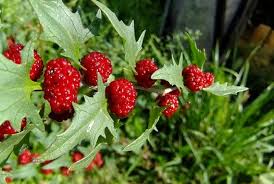 Attēlu rezultāti vaicājumam “Chenopodium foliosum fruit”