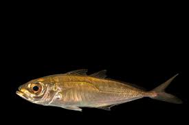 Image result for Trachurus trachurus