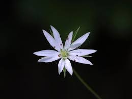 Attēlu rezultāti vaicājumam “Stellaria palustris”