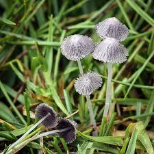 Attēlu rezultāti vaicājumam “Hypocenomyce friesii”