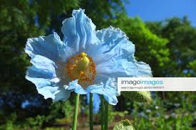 Image result for Scheinmohn blau
