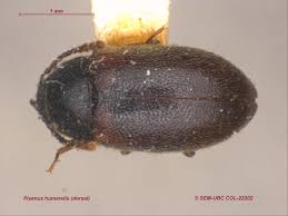 Attēlu rezultāti vaicājumam “Tetratomidae”