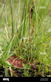 Attēlu rezultāti vaicājumam “Drosera rotundifolia fruit”