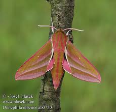 Attēlu rezultāti vaicājumam “Deilephila elpenor imago”