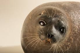 Image result for Pusa hispida