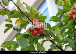 Attēlu rezultāti vaicājumam “Malus prunifolia fruit”