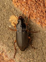 Attēlu rezultāti vaicājumam “Pseudoophonus rufipes”