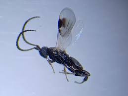 Attēlu rezultāti vaicājumam “Criocephalus rusticus”