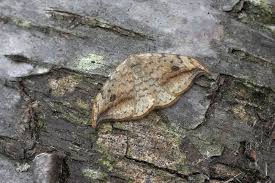 Attēlu rezultāti vaicājumam “Drepana falcataria”