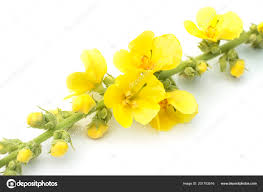 Attēlu rezultāti vaicājumam “Verbascum thapsus flower”