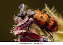 Attēlu rezultāti vaicājumam “Gonioctena viminalis”