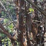 Attēlu rezultāti vaicājumam “Lonicera ferdinandii”