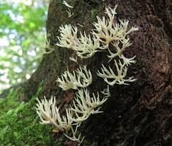 Attēlu rezultāti vaicājumam “Lentaria”