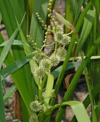 Attēlu rezultāti vaicājumam “Sparganium minimum leaf”