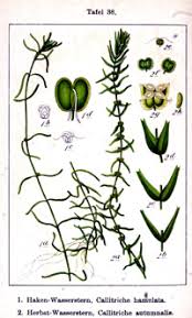 Attēlu rezultāti vaicājumam “Callitriche verna”