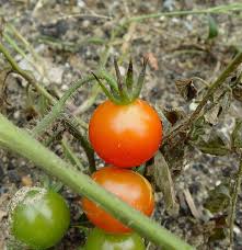 Attēlu rezultāti vaicājumam “Lycopersicon esculentum leaf”