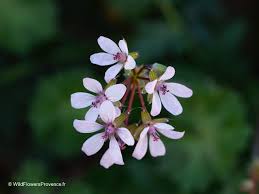 Attēlu rezultāti vaicājumam “Erodium cicutarium flower”