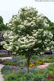 Attēlu rezultāti vaicājumam “Syringa reticulata subsp. amurensis flower”