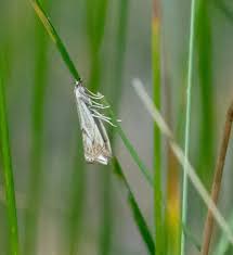 Attēlu rezultāti vaicājumam “Crambus”
