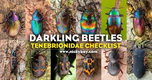 Attēlu rezultāti vaicājumam “Tenebrionidae”