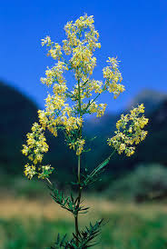 Attēlu rezultāti vaicājumam “Thalictrum flavum flower”