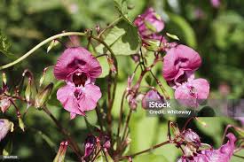 Attēlu rezultāti vaicājumam “Impatiens glandulifera”