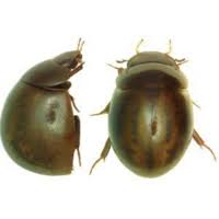 Attēlu rezultāti vaicājumam “Enochrus affinis”