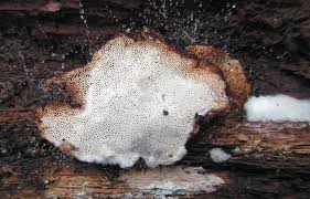 Attēlu rezultāti vaicājumam “Leucogyrophana sororia”