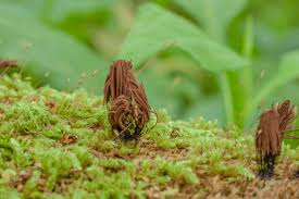 Attēlu rezultāti vaicājumam “Stemonitis axifera”