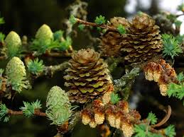 Attēlu rezultāti vaicājumam “Larix kaempferi”