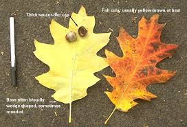 Attēlu rezultāti vaicājumam “Quercus rubra leaf”