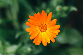 Attēlu rezultāti vaicājumam “Calendula officinalis flower”