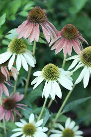 Image result for Echinacea purpurea