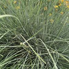 Attēlu rezultāti vaicājumam “Festuca altissima flower”