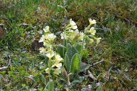 Image result for Himmelschlüssel