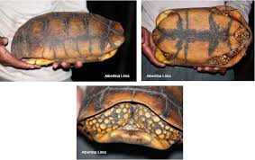 Attēlu rezultāti vaicājumam “Licea chelonoides sessile”