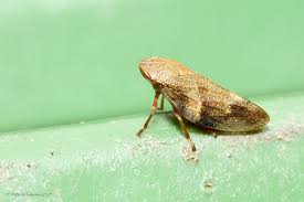 Attēlu rezultāti vaicājumam “Aphrophoridae”