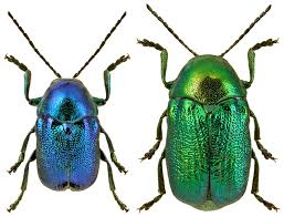 Attēlu rezultāti vaicājumam “Cryptocephalus aureolus, Cryptocephalus sericeus”