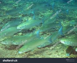 Image result for Crenimugil seheli