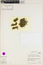 Attēlu rezultāti vaicājumam “Philonotis calcarea”