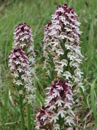 Attēlu rezultāti vaicājumam “Orchis ustulata flower”