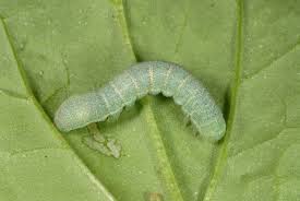 Attēlu rezultāti vaicājumam “Hadula trifolii larva”