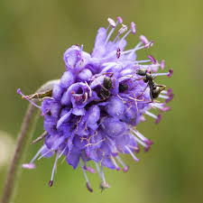 Attēlu rezultāti vaicājumam “Gymnadenia conopsea fruit”