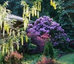 Attēlu rezultāti vaicājumam “Laburnum anagyroides flower”