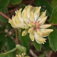 Attēlu rezultāti vaicājumam “Astragalus glycyphyllos”
